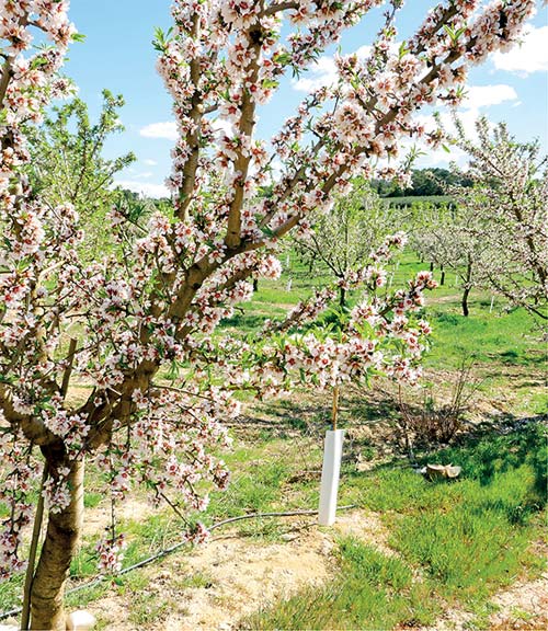 Bald ist es soweit: Mandelbäume in voller Blüte Anfang April 2019 in Katalonien