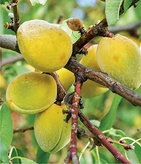 Die reife Frucht kurz bevor sie aufspringt