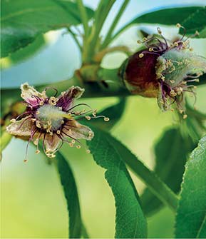 Aus der verblühten Blüte entsteht die Mandelfrucht